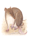 southern brown bandicoot