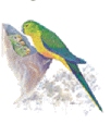 orange-bellied parrot