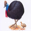 cassowary