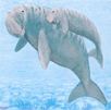 Dugong