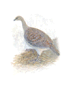 mallee fowl