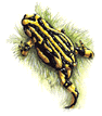 corroboree frog