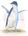 fairy penguin