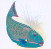 Parrot fish