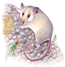 mountain pygmy-possum