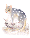 eastern quoll