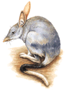 bilby