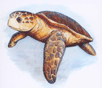 Loggerhead turtle