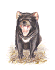 Tasmanian Devil